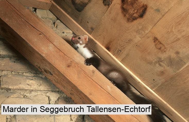 Marder in Seggebruch Tallensen-Echtorf